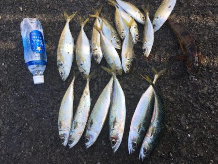 ジグサビキで五目釣り